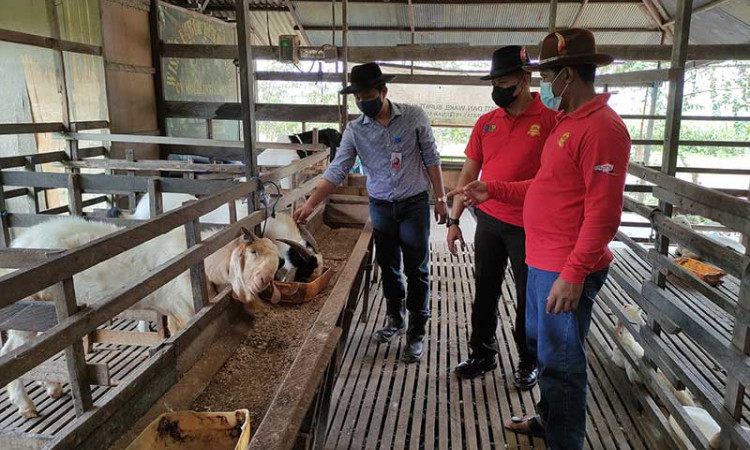 UMKM Peternakan & Kuliner di Sangatta, Kalimantan TimurTetap Eksis Sepanjang Pandemi