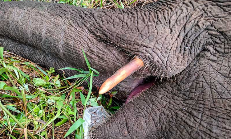 Gajah Sumatra di Riau Mati Karena Tersengat Listrik