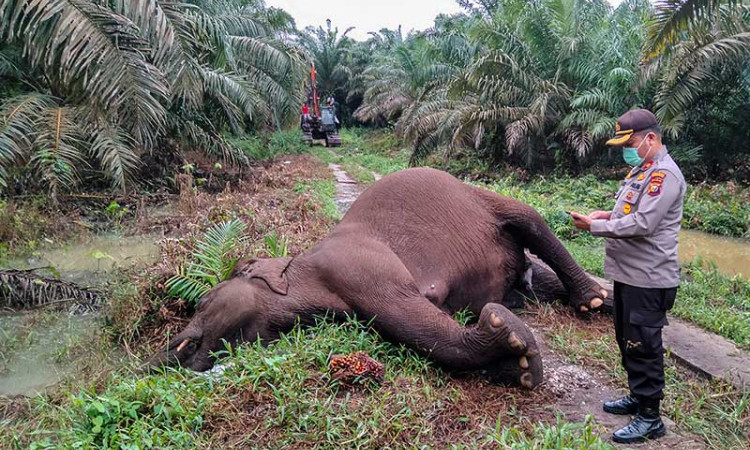 Gajah Sumatra di Riau Mati Karena Tersengat Listrik