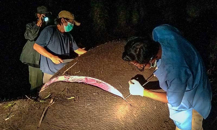 Gajah Sumatra di Riau Mati Karena Tersengat Listrik