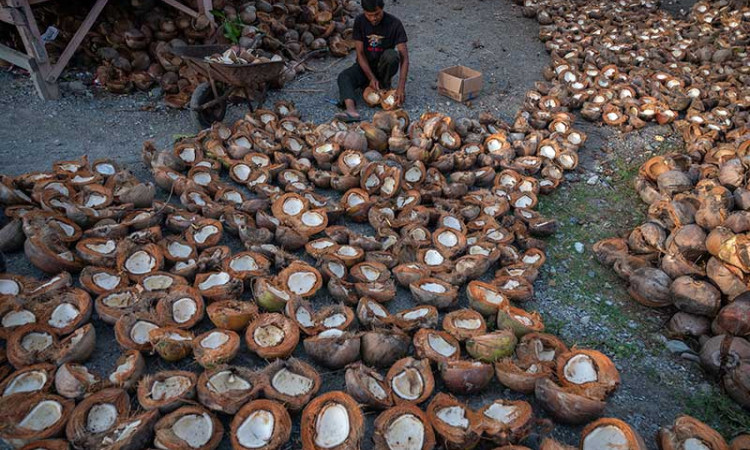 Harga Kembali Naik, Petani Mulai Kembali Mengolah Kelapa Menjadi Kopra