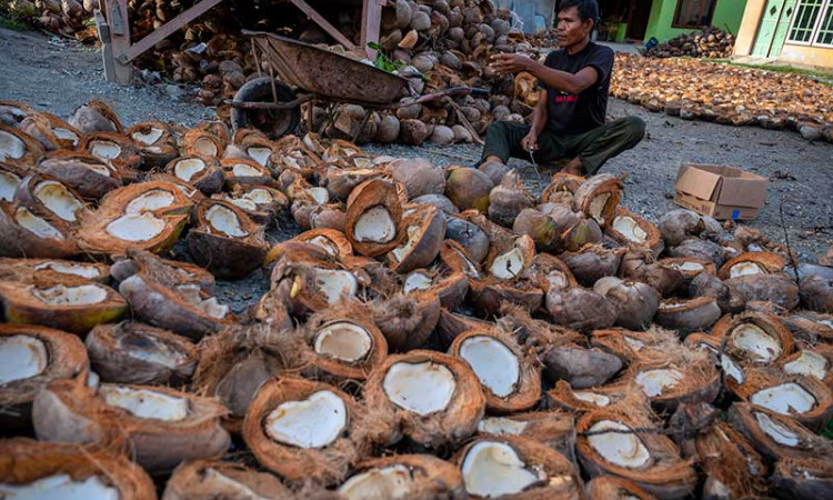 Harga Kembali Naik, Petani Mulai Kembali Mengolah Kelapa Menjadi Kopra