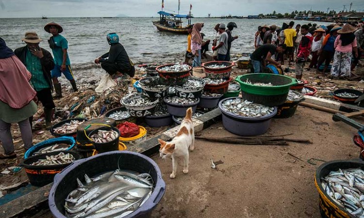 KKP Targetkan Tingkat Konsumsi Ikan Nasional Sebesar 62,05 Kilogram Per Kapita Pada 2024