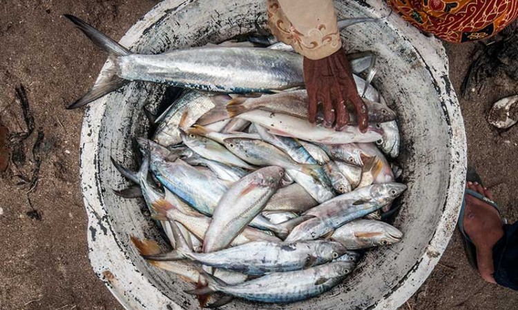 KKP Targetkan Tingkat Konsumsi Ikan Nasional Sebesar 62,05 Kilogram Per Kapita Pada 2024