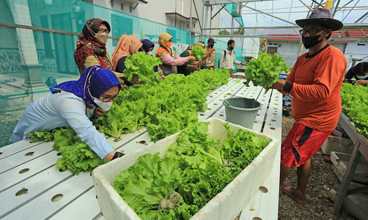 Kelompok Tani Wanita di Indramayu Jabar Lakukan Budidaya Sayuran Hidroponik
