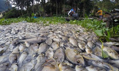 Cuaca Buruk Membuat Ikan di Danau Maninjau Mati Massal