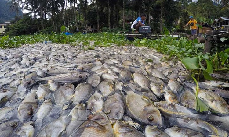 Cuaca Buruk Membuat Ikan di Danau Maninjau Mati Massal