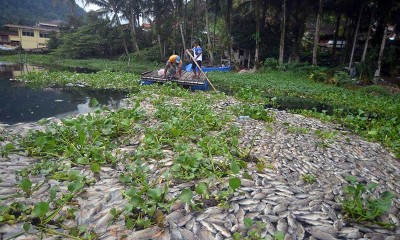 Cuaca Buruk Membuat Ikan di Danau Maninjau Mati Massal