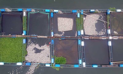 Cuaca Buruk Membuat Ikan di Danau Maninjau Mati Massal