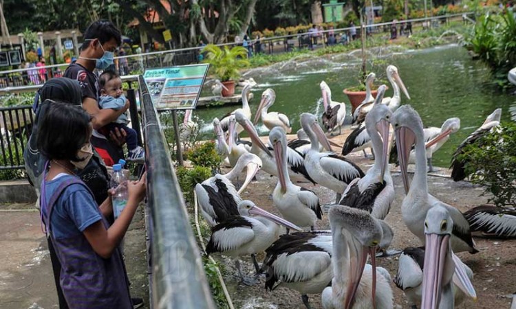 Taman Margasatwa Ragunan Batasi Pengunjung Saat Libur Natal dan Tahun Baru