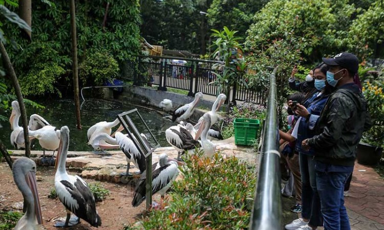 Taman Margasatwa Ragunan Batasi Pengunjung Saat Libur Natal dan Tahun Baru