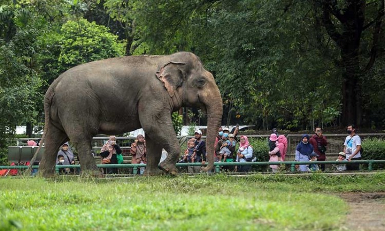 Taman Margasatwa Ragunan Batasi Pengunjung Saat Libur Natal dan Tahun Baru