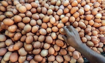 Harga Telur di Sejumlah Wilayah Meroket Jelang Tahun Baru