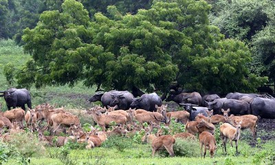 Kembali Dibuka, Taman Nasional Baluran Ramai Dikunjungi Wisatawan