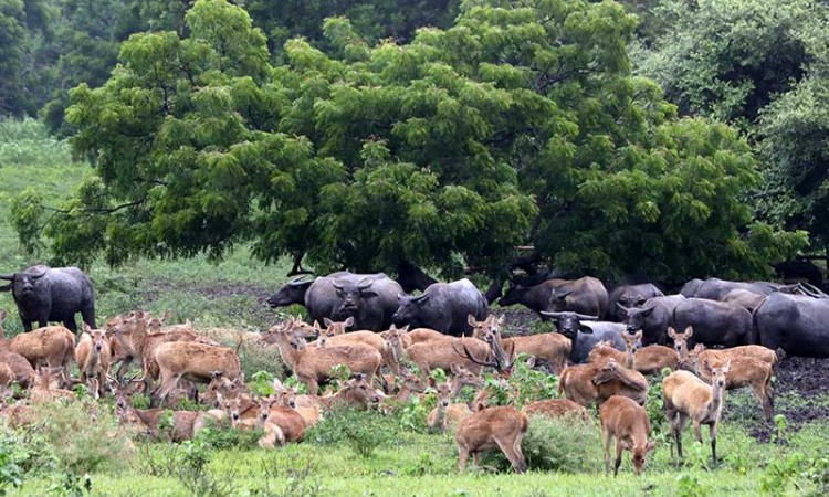 Kembali Dibuka, Taman Nasional Baluran Ramai Dikunjungi Wisatawan