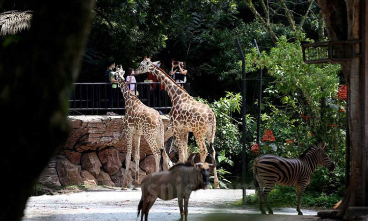 Awal Tahun, Kunjungan Wisatawan ke Kebun Binatang Bandung Mening Hingga 50 Persen
