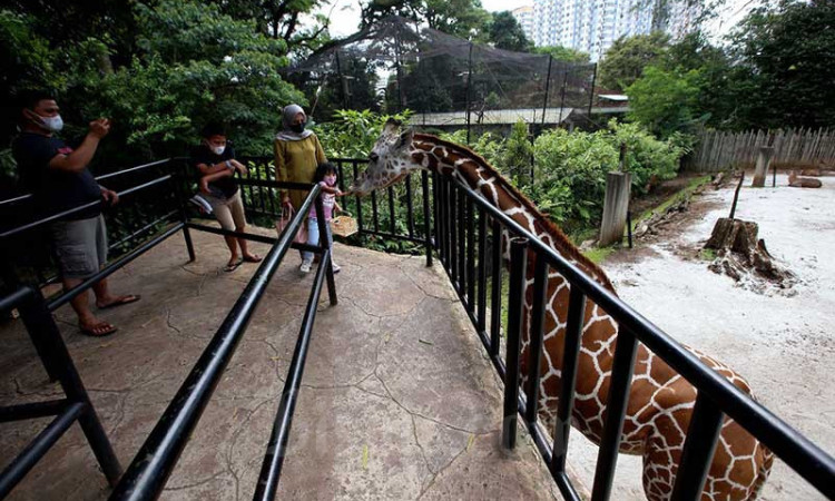 Awal Tahun, Kunjungan Wisatawan ke Kebun Binatang Bandung Mening Hingga 50 Persen