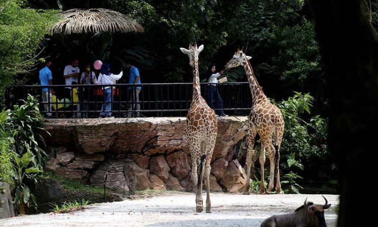 Awal Tahun, Kunjungan Wisatawan ke Kebun Binatang Bandung Mening Hingga 50 Persen