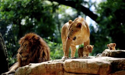 Sepasang Bayi Singa Afrika Lahir di Kebun Binatang Bandung