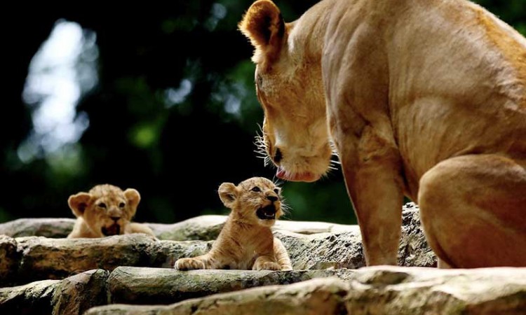 Sepasang Bayi Singa Afrika Lahir di Kebun Binatang Bandung