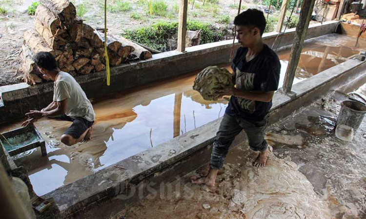 Sentra Pengolahan Sagu di Bogor Mempu Membuat Tepung Sagu Sebanyak 1 Kuintal Per Hari