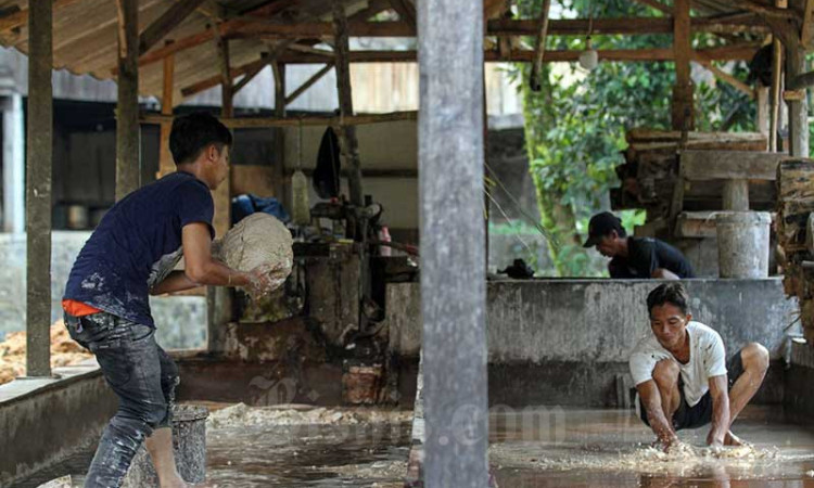 Sentra Pengolahan Sagu di Bogor Mempu Membuat Tepung Sagu Sebanyak 1 Kuintal Per Hari