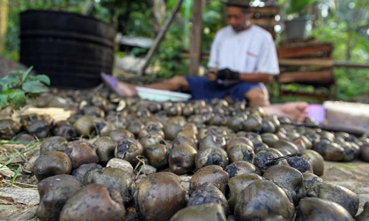 Warga di Desa Banyuasin Bogor Menjadi Petani Kolang Kaling Sebagai Sumber Mata Pencaharian