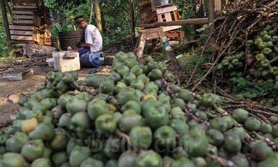 Warga di Desa Banyuasin Bogor Menjadi Petani Kolang Kaling Sebagai Sumber Mata Pencaharian