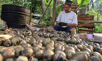 Warga di Desa Banyuasin Bogor Menjadi Petani Kolang Kaling Sebagai Sumber Mata Pencaharian