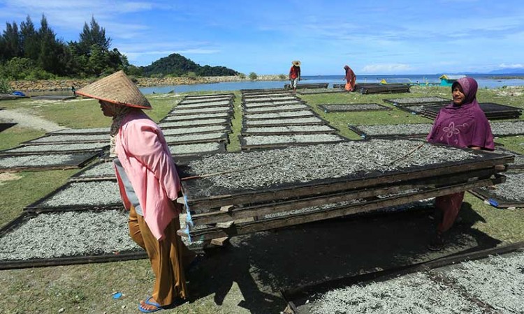 Permintaan Olahan Ikan Teri di Aceh Meningkat
