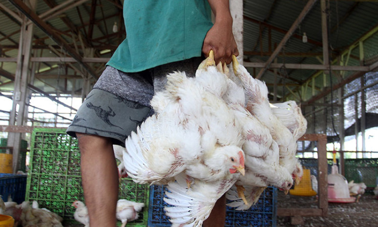 Kurangnya Pasokan, Harga Ayam Potong di Padang Alami Kenaikan