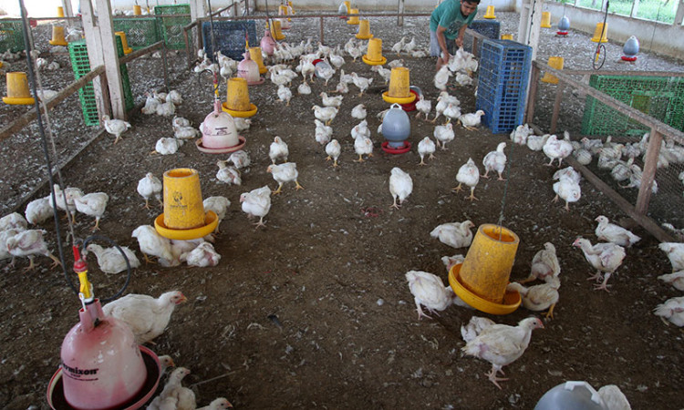 Kurangnya Pasokan, Harga Ayam Potong di Padang Alami Kenaikan