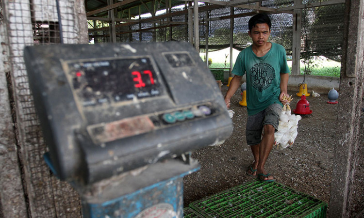 Kurangnya Pasokan, Harga Ayam Potong di Padang Alami Kenaikan
