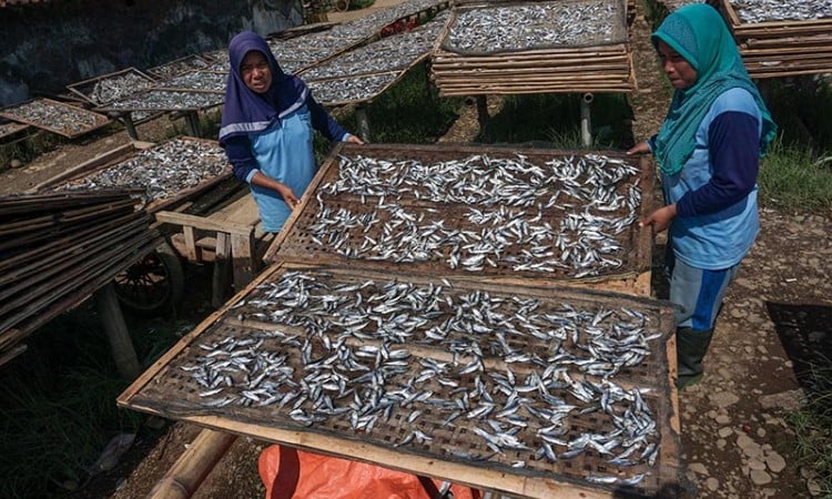 Produksi Ikan Kering Menurun Akibat Musim Hujan