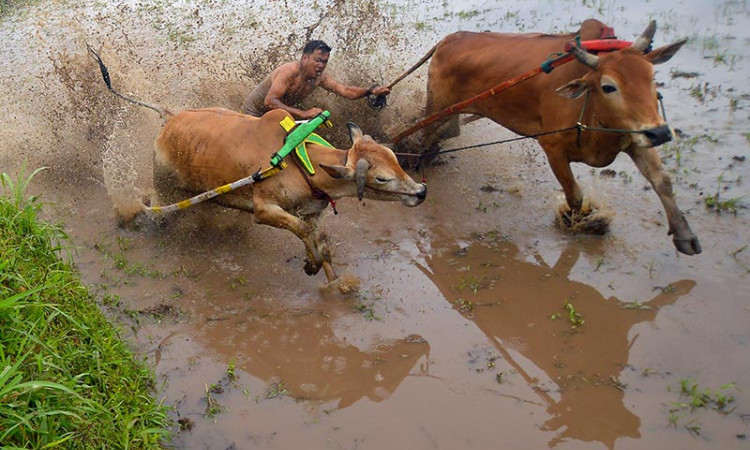 Tradisi Pacu Jawi di Sumatra Barat Kembali Digelar Pada Awal Tahun