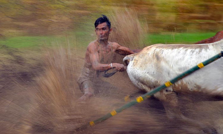 Tradisi Pacu Jawi di Sumatra Barat Kembali Digelar Pada Awal Tahun