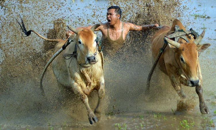 Tradisi Pacu Jawi di Sumatra Barat Kembali Digelar Pada Awal Tahun