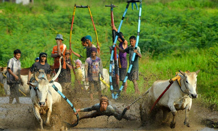 Tradisi Pacu Jawi di Sumatra Barat Kembali Digelar Pada Awal Tahun