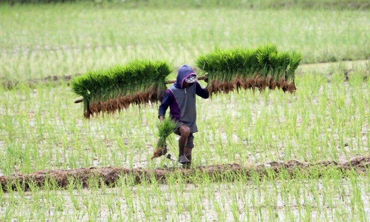 BPS Catat Kenaikan Nilai Tukar Petani di Sulawesi Selatan Sebesar 0,50 Persen Pada Desember 2021