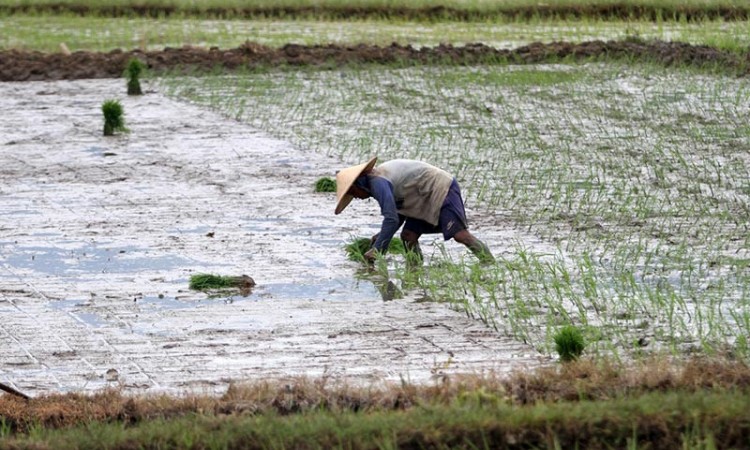 BPS Catat Kenaikan Nilai Tukar Petani di Sulawesi Selatan Sebesar 0,50 Persen Pada Desember 2021