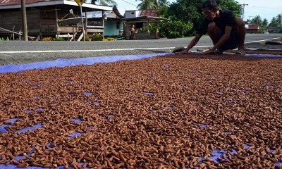 Harga Cengkeh di Sulawesi Barat Turun Karena Kualitas Kurang Baik Akibat Musim Penghujan