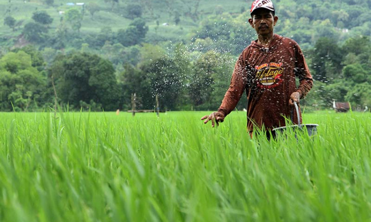 Kementan Tetapkan Alokasi Pupuk Bersubsidi 2022 Secara Nasional Sebesar 9,11 Juta Ton
