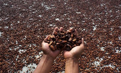 Diserang Hama, Harga Kakao di Tingkat Petani Alami Penurunan
