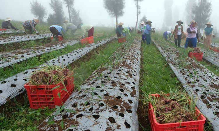 Petani di Temanggung Jawa Tengah Panen Bawang Merah Perdana Dalam Progam Food Estate
