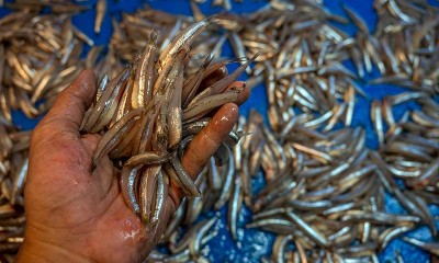 Cuaca Buruk Membuat Pasokan Ikan Laut di Pasar Berkurang Drastis