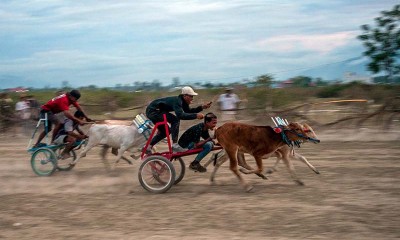 Tradisi Karapan Sapi Seusai Panen Kembali Digelar di Sigi Sulawesi Tengah