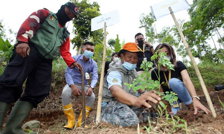 Bank BJB Lakukan Penanaman Bibit Pohon Kopi Di Kawasan Perbukitan Kaki Gunung Manglayang