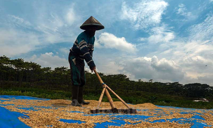 Selama 2021, Perum Bulog Telah Merealisasikan Penyerapan Beras Dalam Negeri Sebanyak 1,2 Juta Ton