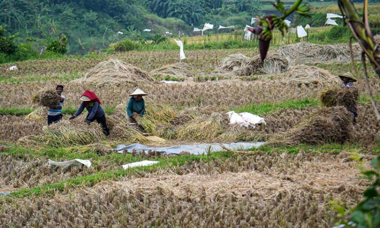 Selama 2021, Perum Bulog Telah Merealisasikan Penyerapan Beras Dalam Negeri Sebanyak 1,2 Juta Ton