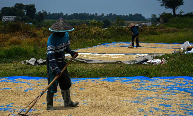 Selama 2021, Perum Bulog Telah Merealisasikan Penyerapan Beras Dalam Negeri Sebanyak 1,2 Juta Ton